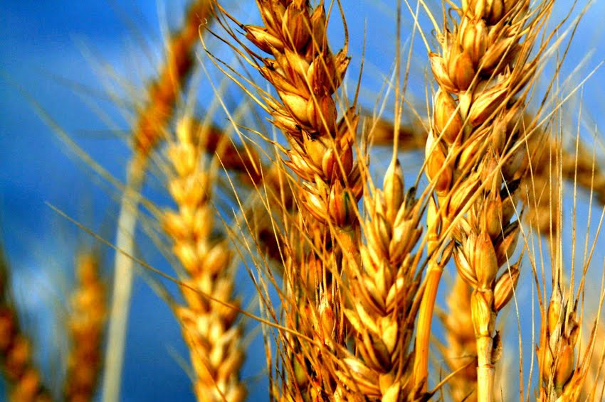 Biljna vlakna herbalife